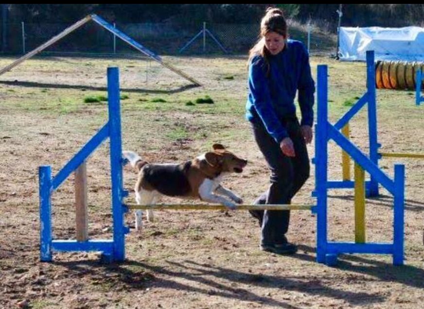Noemí con un beagle en agility